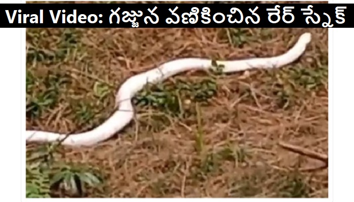 Rare White Snake Video: జనాన్ని భయంతో పరుగులు పెట్టించిన అరుదైన పాము Rare White Snake Video: జనాన్ని భయంతో పరుగులు పెట్టించిన అరుదైన పాము