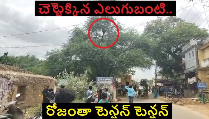 Bear Climbed on Tree: జనావాసాల్లో ఎలుగుబంటి హల్చల్