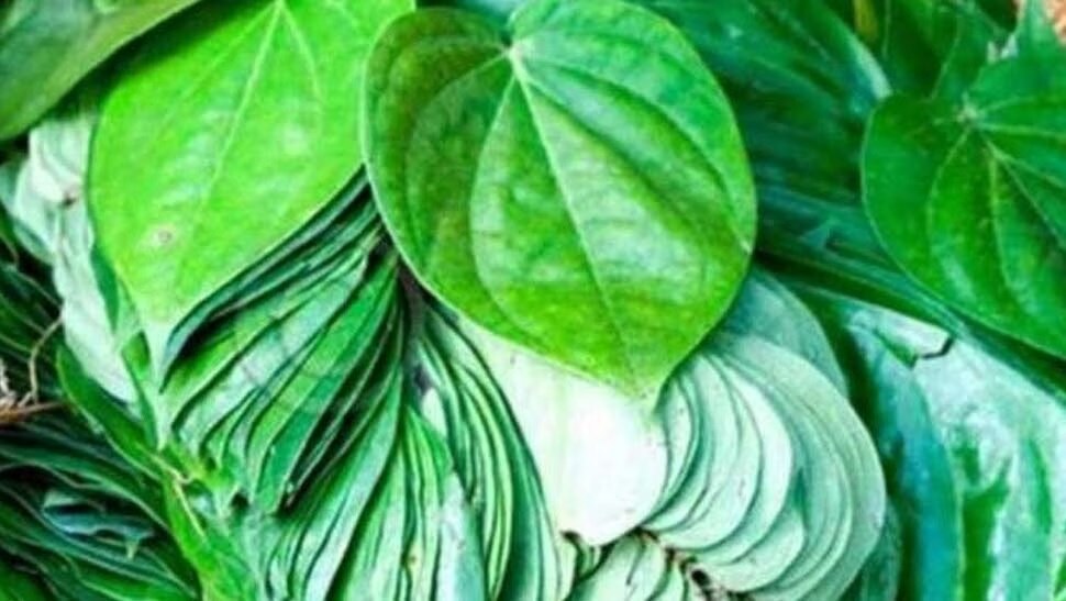 Health Remedies of Betel leaves helps to get relief from constipation