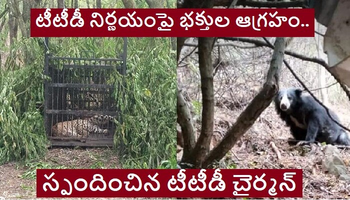 Cheetahs in Tirumala: తిరుమలలో మళ్లీ మళ్లీ చిరుతల సంచారం.. స్పందించిన టీటీడీ చైర్మన్