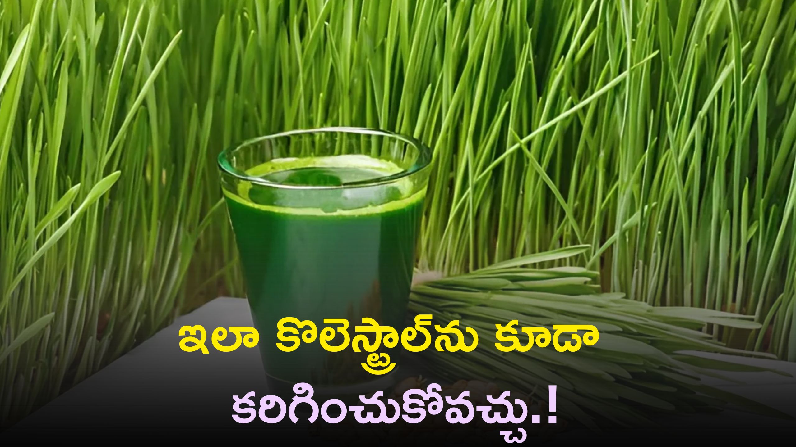 Wheat Grass Juices Can Reduce Weight Loss And Bad Cholesterol Wheat