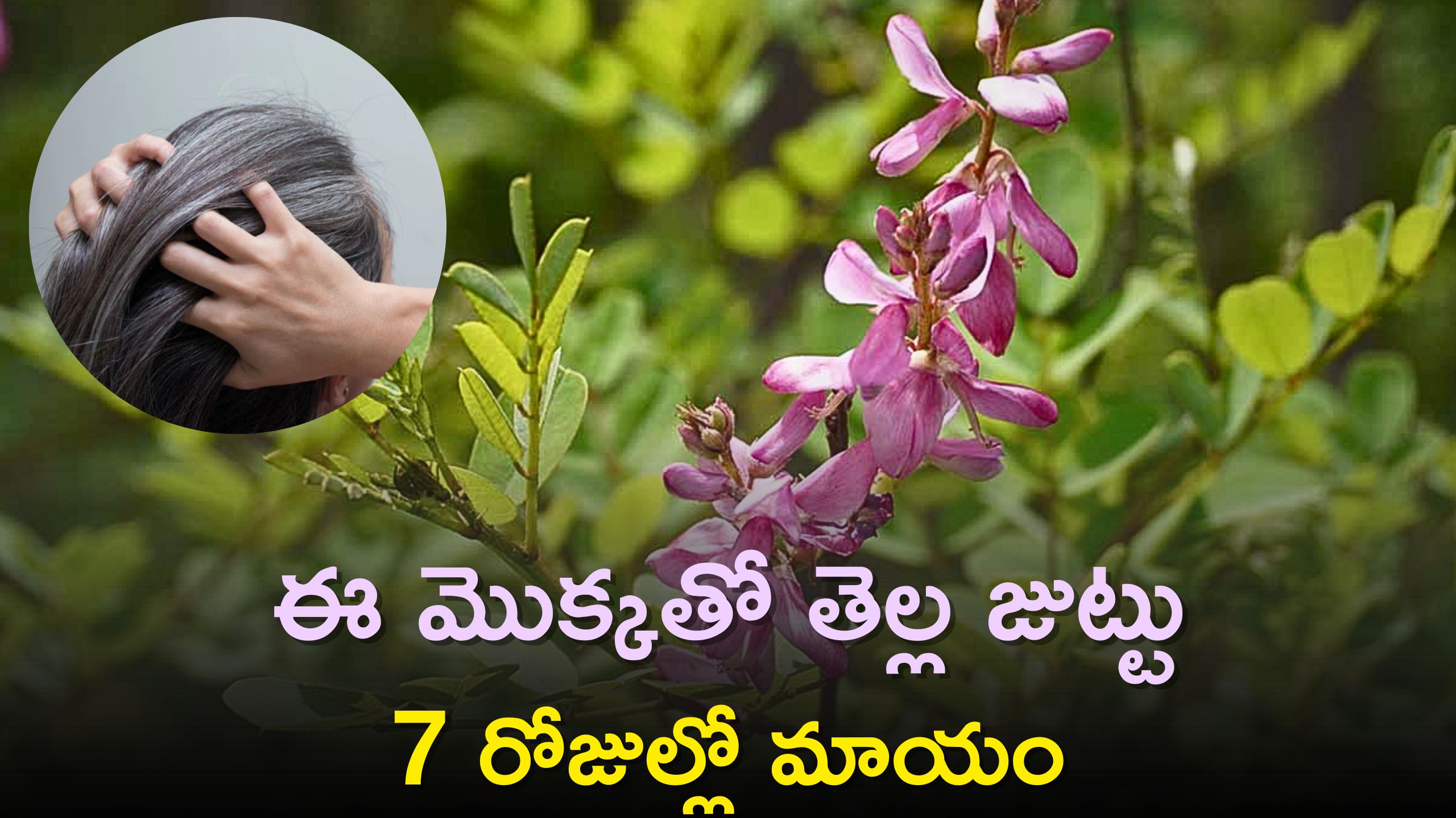 Indigo Plant: ఈ మొక్కతో తెల్ల జుట్టు 7 రోజుల్లో మాయం, నమ్మట్లేదా? ట్రై చేయండి..