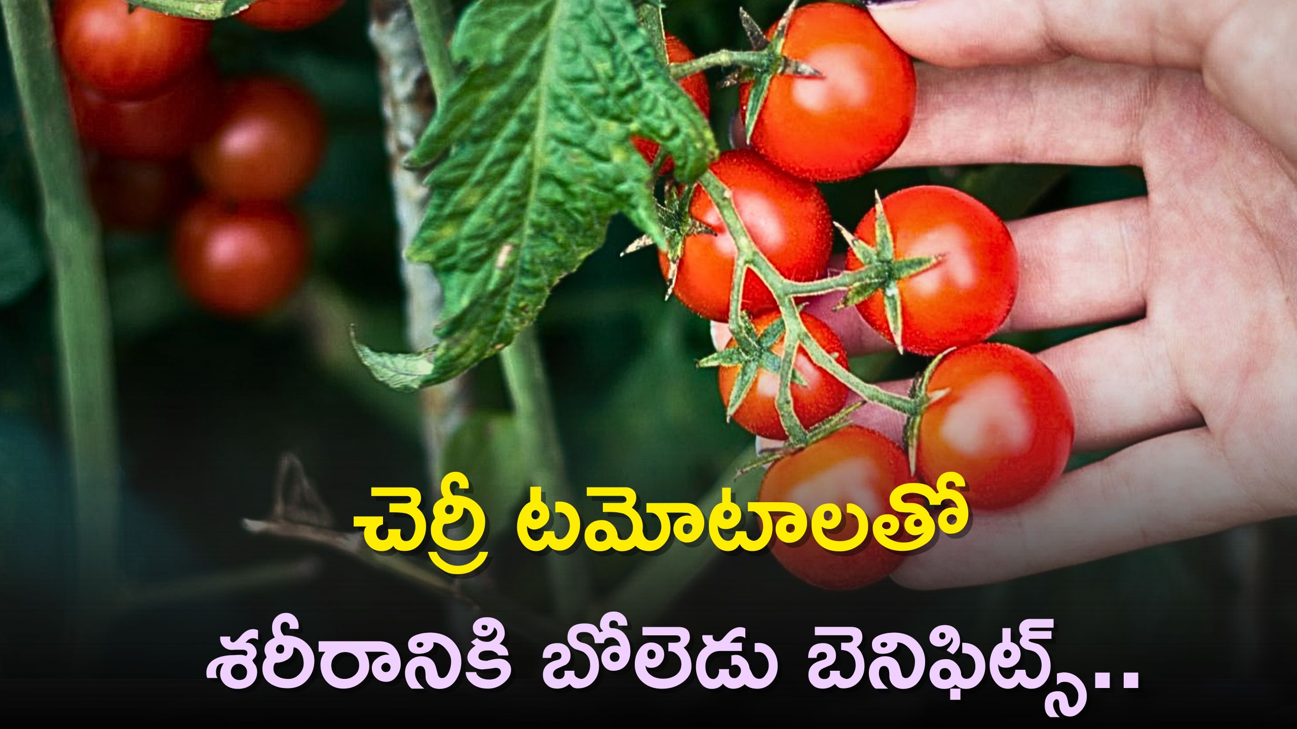 Eating Cherry Tomatoes Regularly Helps In Weight Loss, Increases