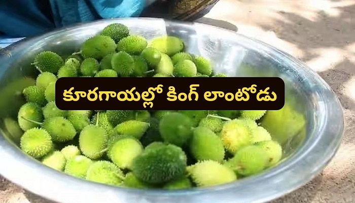 Health Benefits of Kantola Spiny Gourd: బోడ కాకర కాయతో బోలెడన్ని లాభాలు