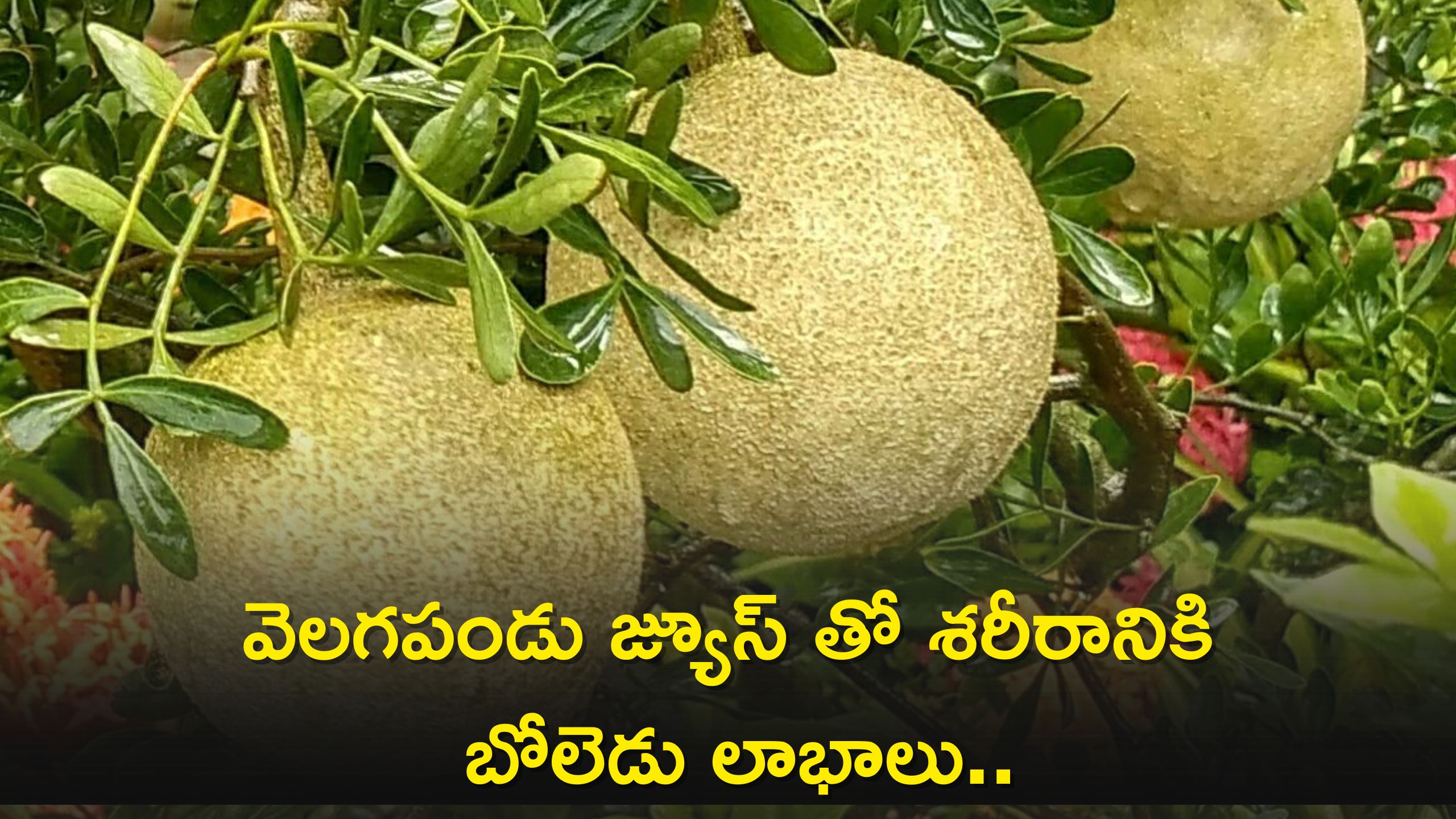 Wood Apple Juice Has Many Benefits For Body Wood Apple Benefits