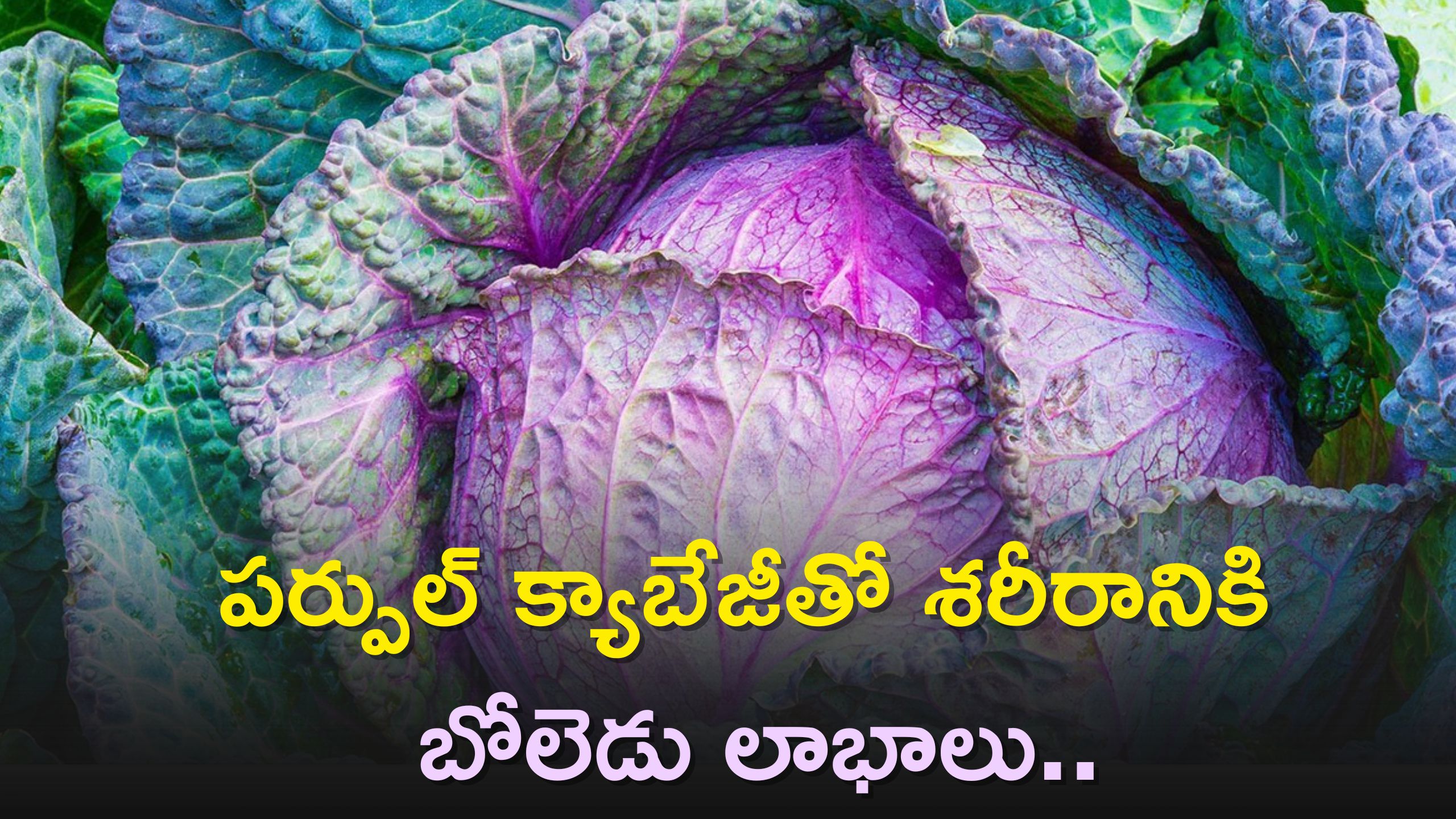 Purple Cabbage controls high blood pressure, boosts immunity Purple