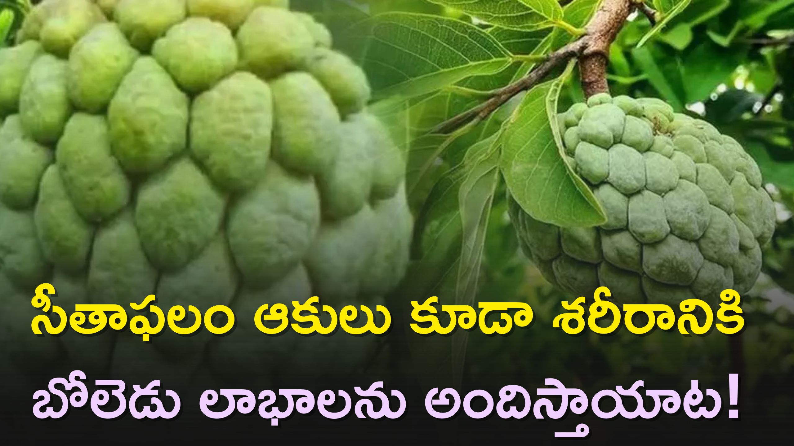Custard Apple Leaves Improves Digestion And Controls Diabetes Custard
