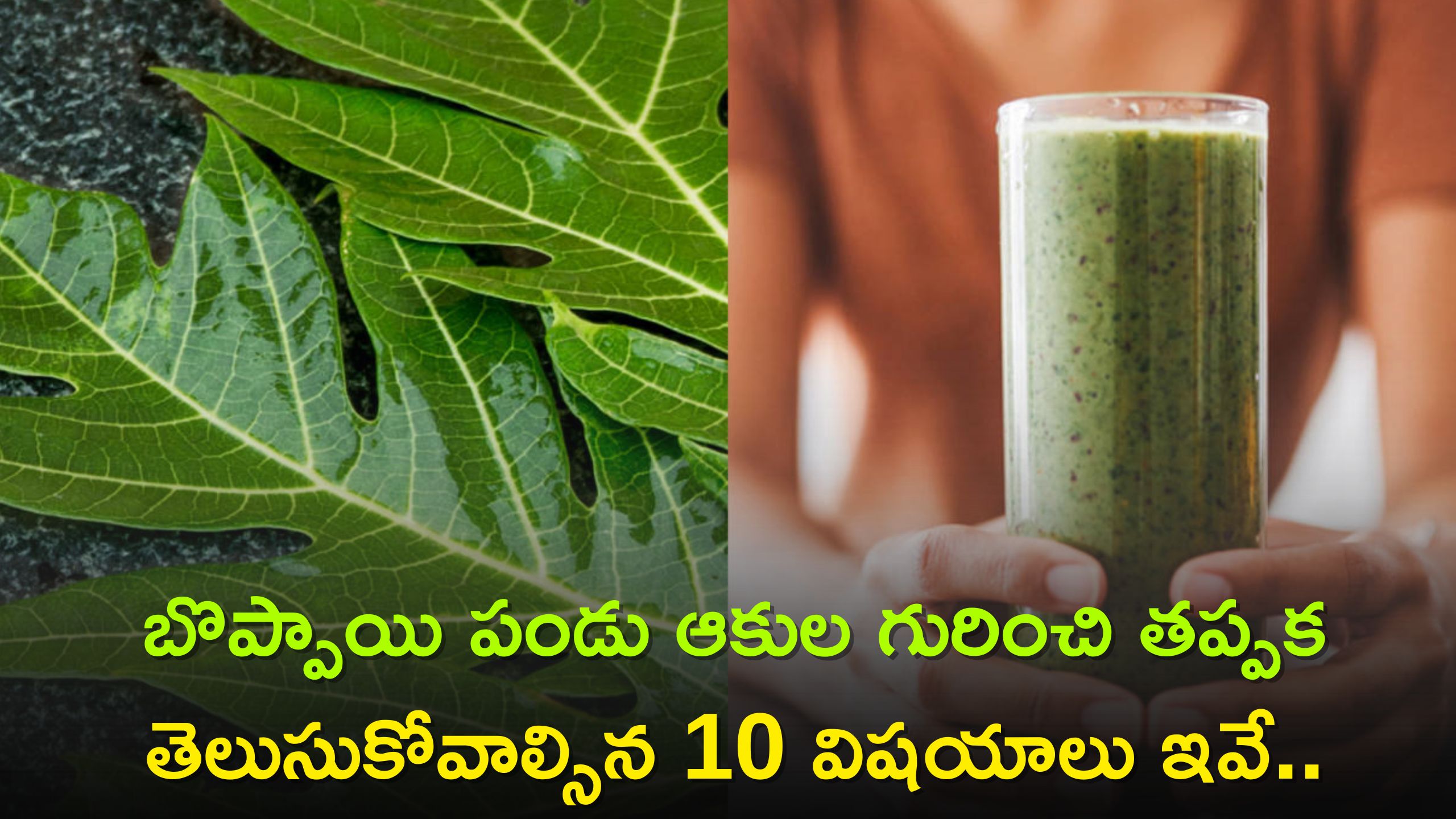 Here Are 10 Things You Must Know About Papaya Leaves Papaya Leaves