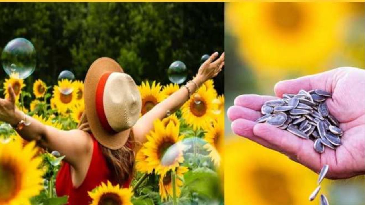 Benefits of Sun Flower Seeds: పొద్దు తిరుగుడు గింజల వల్ల కలిగే లాభాలు తెలుసా..? 