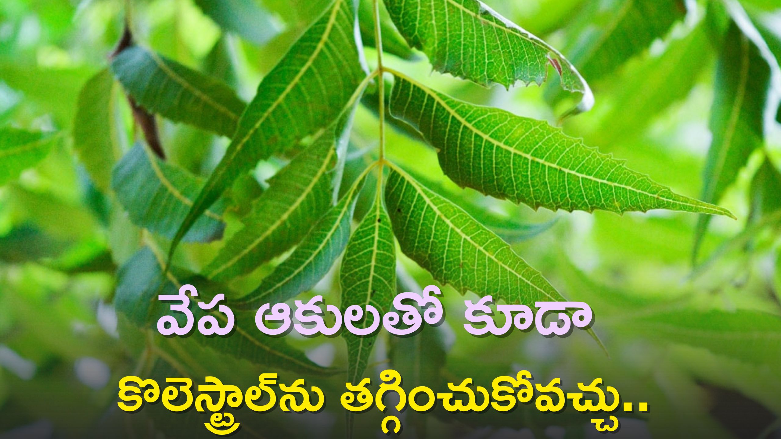 Drinking Neem Leaf Juice Every Day Reduce Cholesterol In 7 Days Benefits Of Neem వేప ఆకులతో