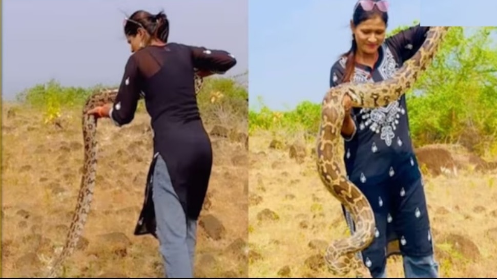 Snake Video Viral in Social Media Fearless woman handling massive ...