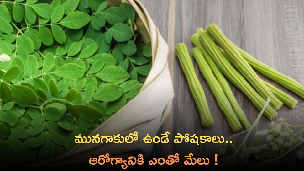 Drumstick Leaves Benefits And Uses Most Important Facts Must Know