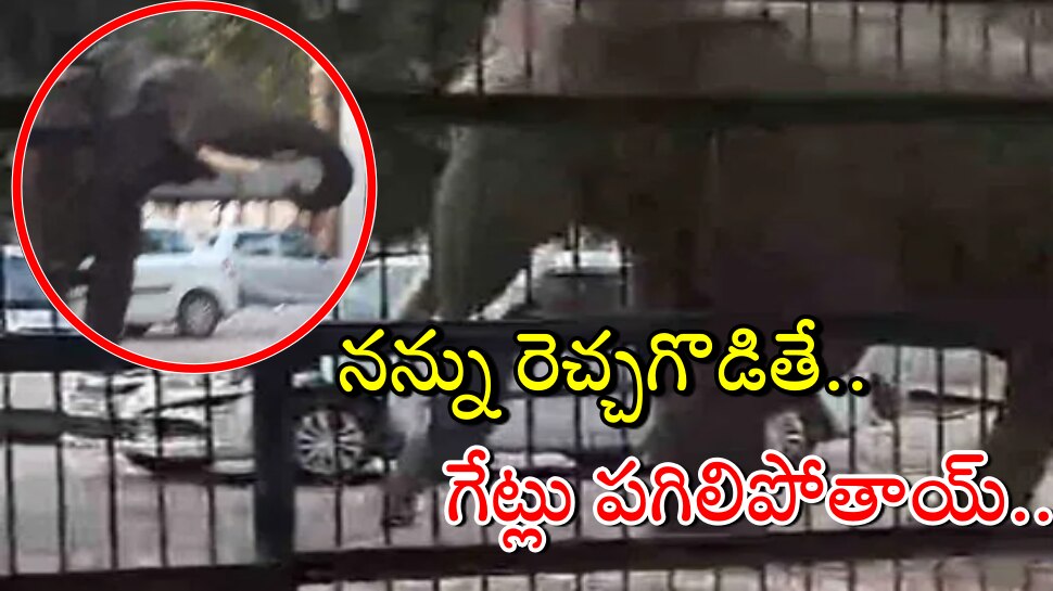 Trending Video: కోర్టులోకి దూసుకొచ్చిన అడవి ఏనుగు.. భయభ్రాంతులకు గురైన లాయర్లు.. వైరల్ అవుతున్న వీడియో..