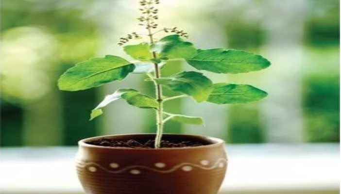 Tusli plant tips: తులసి మొక్క విషయంలో ఇవి పాటిస్తే ఇక ఇంట్లో కనకవర్షమే