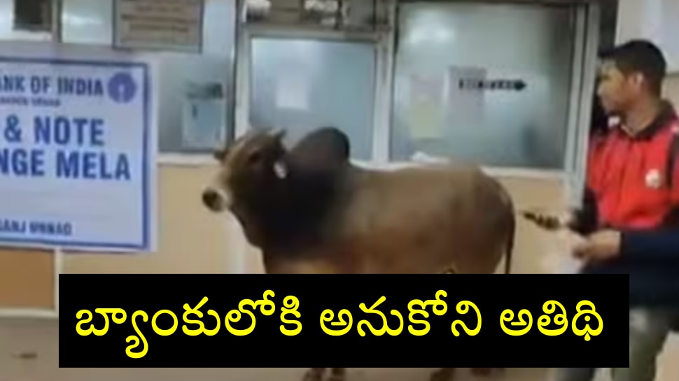 Bull enters SBI bank: ఎస్‌బీఐ బ్యాంక్‌లోకి దూసుకొచ్చిన ఎద్దు.. వైరల్ అవుతున్న వీడియో..