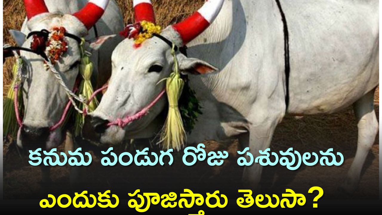 Do You Know Why Cattle Cows Are Worshipped On Kanuma Festival Kanuma