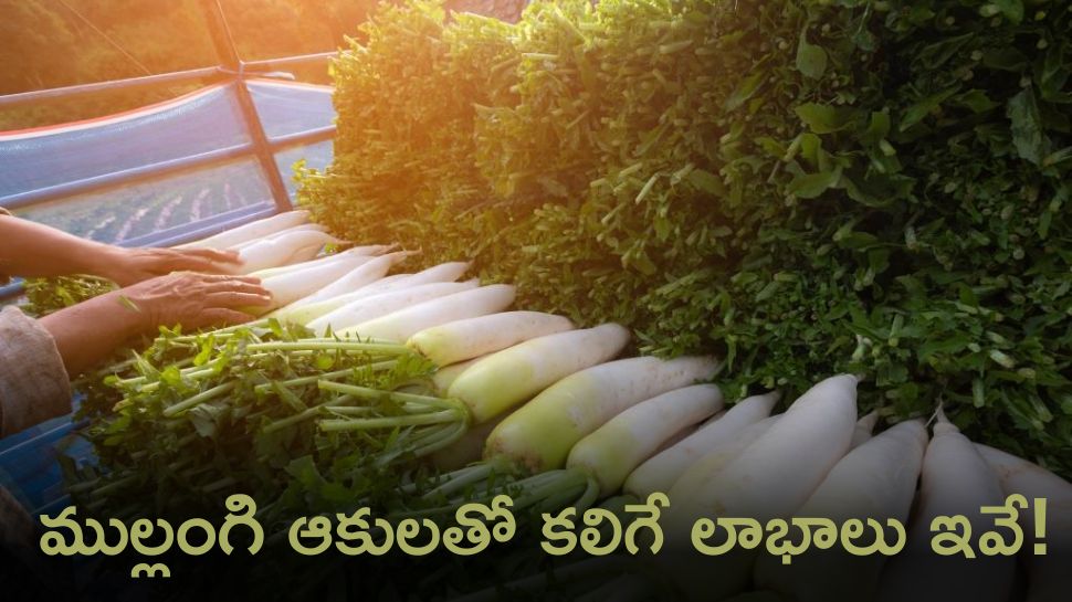 What Benefits Can One Gain From Consuming Radish Leaves Radish Leaves