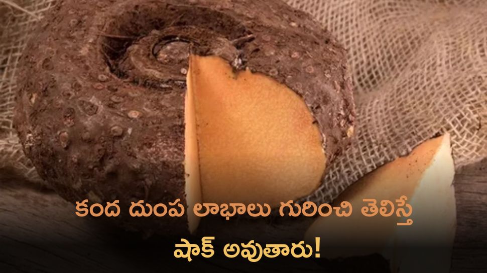 What Are The Uses Of Elephant Yam Lets Know The Benefits Of Elephant