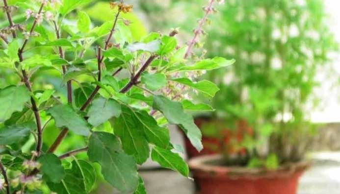 Tulsi Benefits: తులసి ఆకులు రోజూ తింటే చాలు, ఏ వ్యాధి కూడా దరి చేరదు