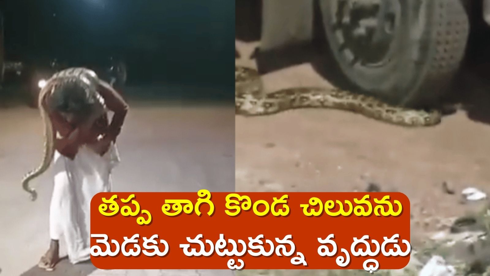 Man Has Dangerous Python Wrapped Around His Neck In Kannur District Of ...
