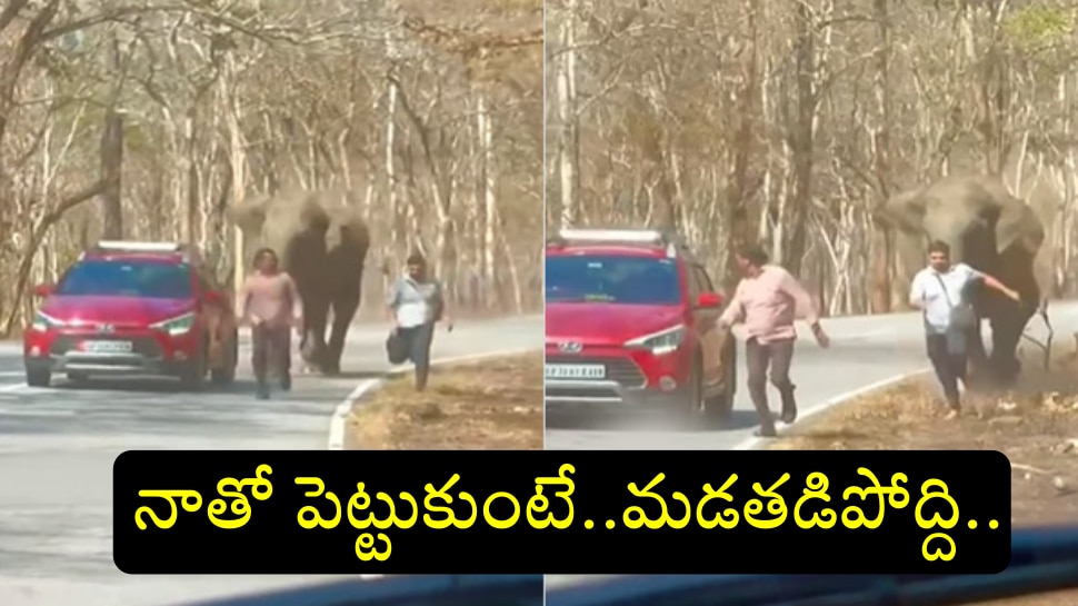 Viral Video: పరుగులెత్తించి.. ప్రాణాలు తీసేంత పని చేసిన గజరాజు.. ట్రెండింగ్ లో వీడియో