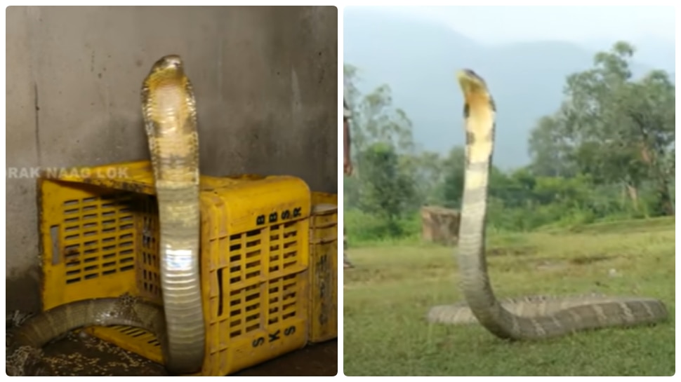 KING COBRA Video: 12 అడుగుల గోధుమ రంగు కింగ్ కోబ్రా.. దాన్ని చూస్తే మీ గుండె ఆగిపోవడం పక్కా..