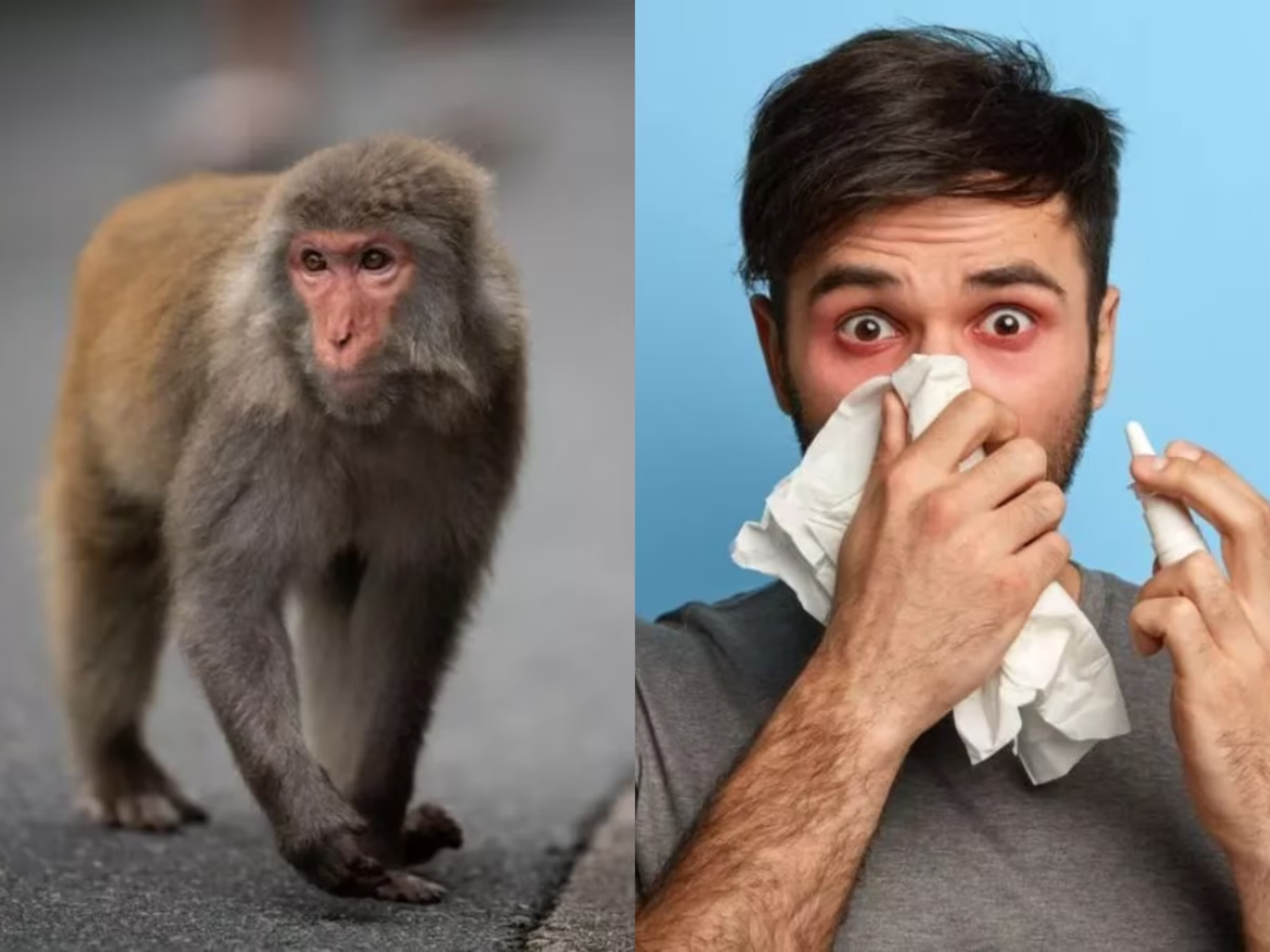 Monkey Fever: కర్ణాటకలో &#039;మంకీ ఫీవర్‌&#039; కలకలం.. ఇద్దరి మృతితో భయాందోళనలు 