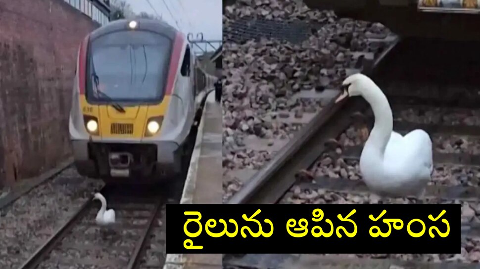 Viral Video: పావు గంట సేపు రైలును ఆపేసిన హంస, ట్రెండింగ్ లో వీడియో..