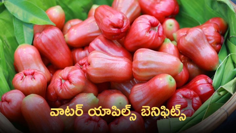 What Are The Benefits Of Water Apples How Does It Help Chronic Diseases