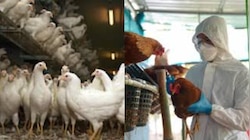 BirdFlue Effect: బర్డ్ ఫ్లూ కలకలం.. మూడు నెలల పాటు చికెన్ షాపులు తెరవకూడదంటూ ఆదేశాలు.. వివరాలివే...