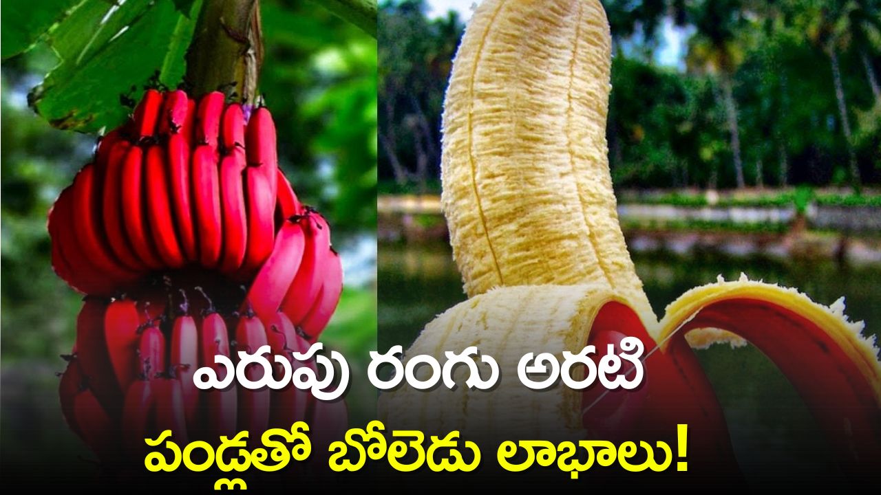 Eating Red Banana Every Day Provides Potassium, Beta Carotene, Vitamin