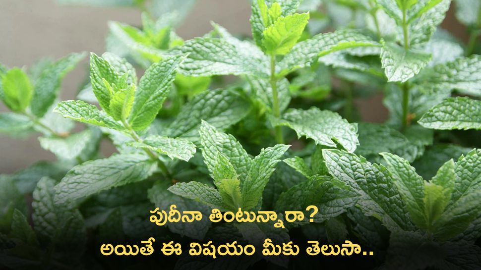 Spearmint: పుదీనా తింటున్నారా? అయితే ఈ విషయం మీకు తెలుసా..