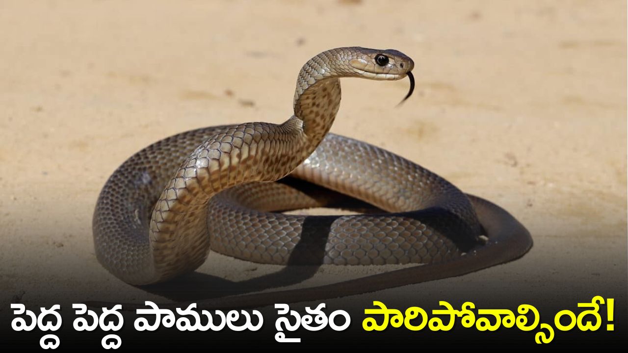 Keep Away Snakes Out Of Your Home With Kitchen Ingredients | Keep ...