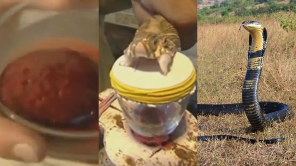 Snake Venom Effects on Human body and blood circulation shocking video