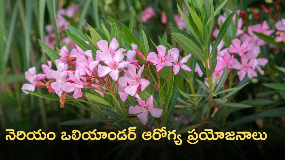 Health Benefits Of The Ganneru Tree Known As Nerium Oleander | Nerium ...