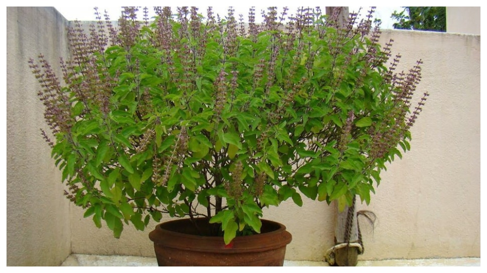 Tulasi Plant Vastu: తులసిమొక్కకు ఈ నెలలో 2 రోజులు నీరుపోస్తే అపచారం.. ఎప్పుడో తెలుసా?