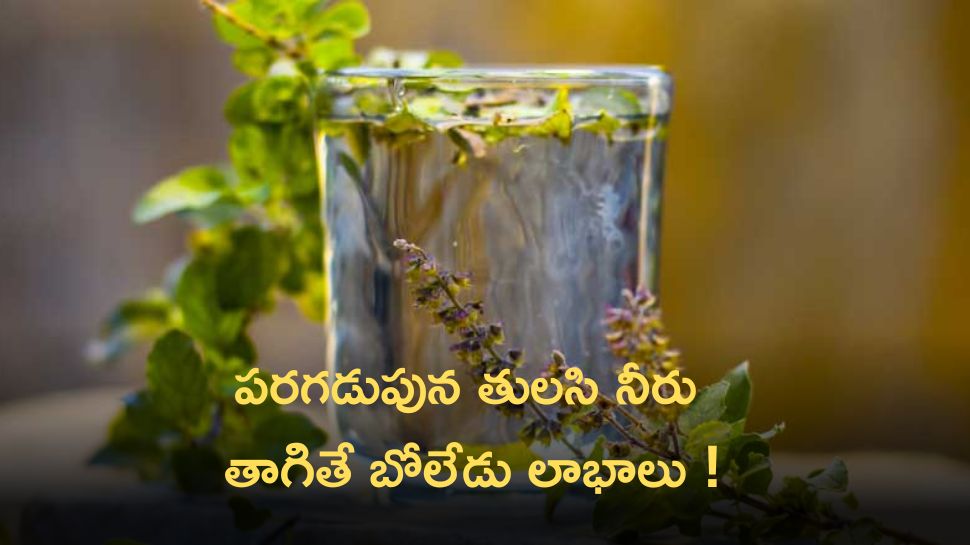 Tulsi Water: పరగడుపున తులసి నీరు  తాగితే ఈ సమస్యలు అన్ని పరార్!