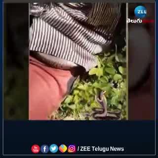 Cobra snake enters man pants video viral pa