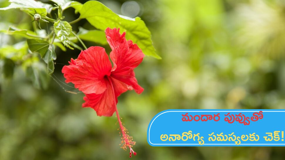 Hibiscus Flower: మందార పువ్వు ఆరోగ్యానికి అద్భుతమైన ఔషధం!