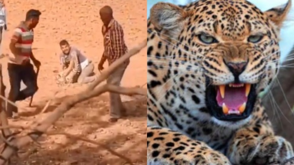 Journalist brave Fighting With Leopard in Rajasthan video goes viral on ...