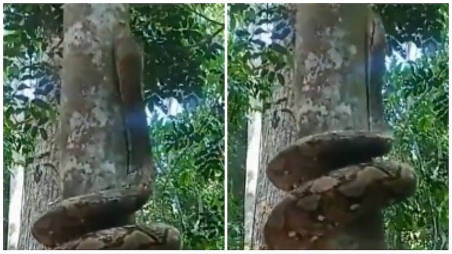 Huge Python Wraps Around Tree and Climb video goes viral | Python Climb ...