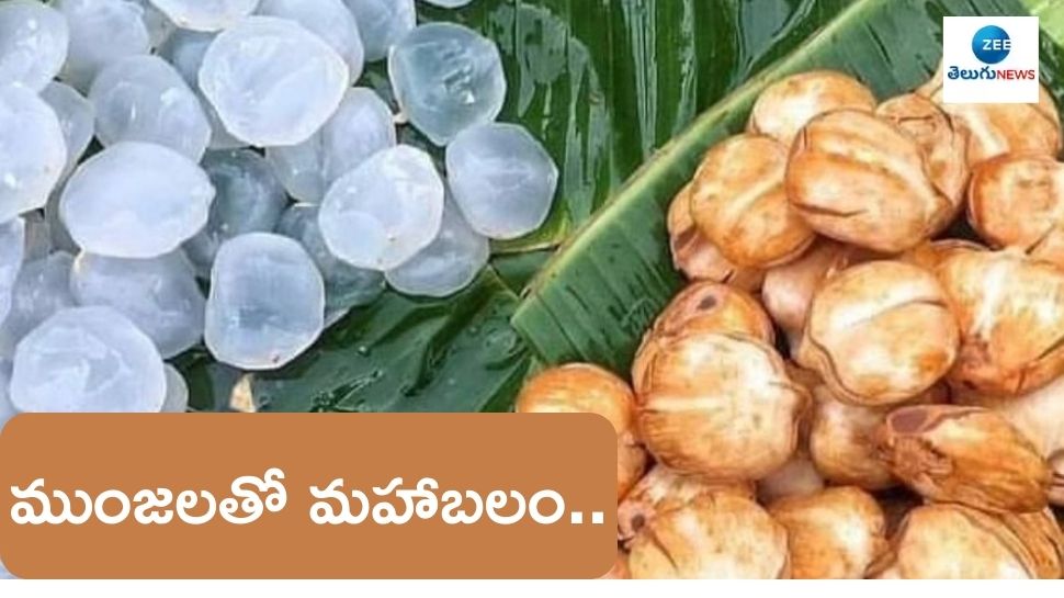 Ice Apple Benefits: తాటిముంజలతో మహాబలం.. తెలిస్తే ఇక అస్సలు వదలరు..