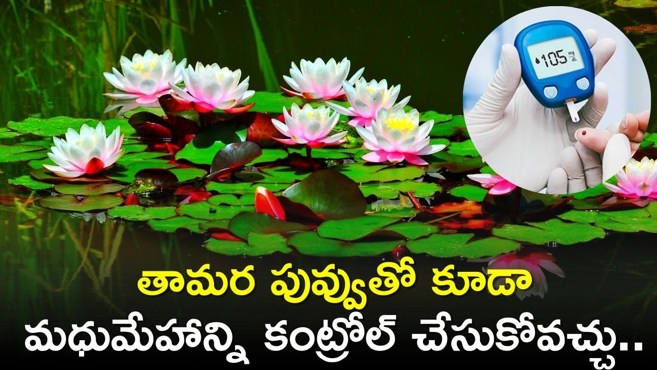 Diabetes: తామర పువ్వుతో కూడా మధుమేహాన్ని కంట్రోల్ చేసుకోవచ్చు.. ఇంకా బరువు సులభంగా తగ్గొచ్చు! 