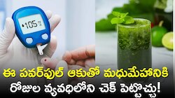 Diabetes: ఈ పవర్‌ఫుల్ ఆకుతో మధుమేహానికి రోజుల వ్యవధిలోనే చెక్ పెట్టొచ్చు! 