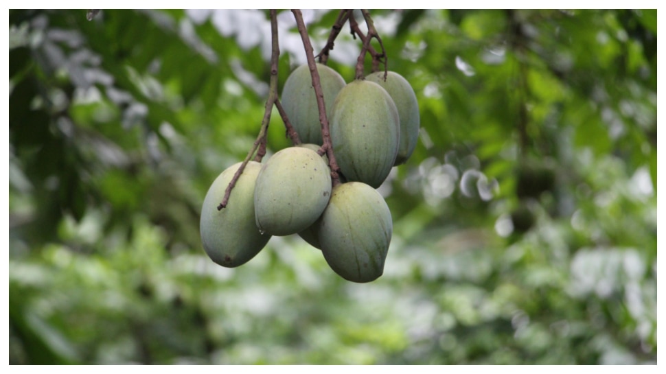 Benefits Of Raw Mangoes In Summer That Helps Better Digestion And Oral Health Benefits Of Raw