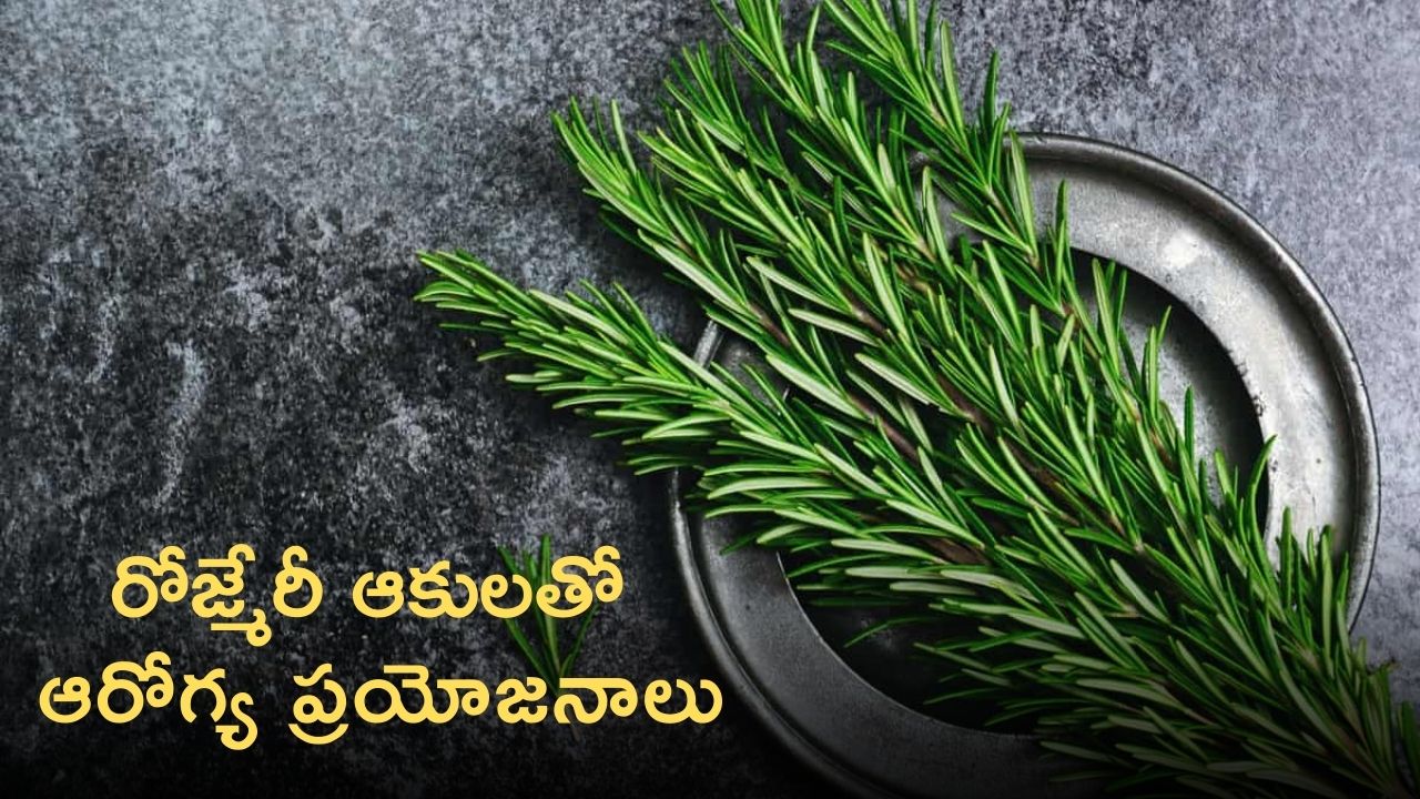 Rosemary Leaves Have Many Vitamins Like Iron, Zinc, Proteins Let Us