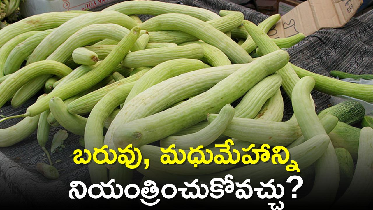 Snake Gourd: పొట్లకాయతో సులభంగా బరువు, మధుమేహాన్ని నియంత్రించుకోవచ్చు?