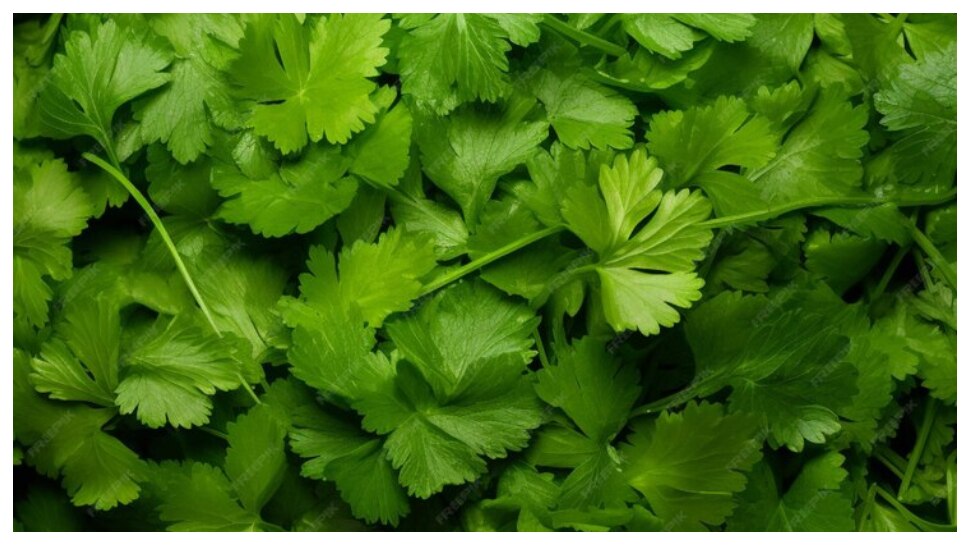 coriander storing tips: కొత్తిమీర కొన్ని వారాలపాటు నిల్వ ఉండాలంటే ఈ ట్రిక్‌ పాటించండి..