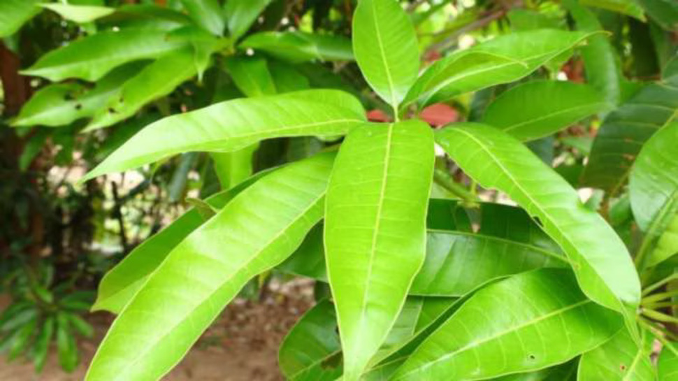 Mango Leaves : మామిడాకులు ద్వారా మెరిసే చర్మం.. ఒత్తైన జుట్టు.. ఇంకా ఎన్నో లాభాలు Mango Leaves : మామిడాకులు ద్వారా మెరిసే చర్మం.. ఒత్తైన జుట్టు.. ఇంకా ఎన్నో లాభాలు