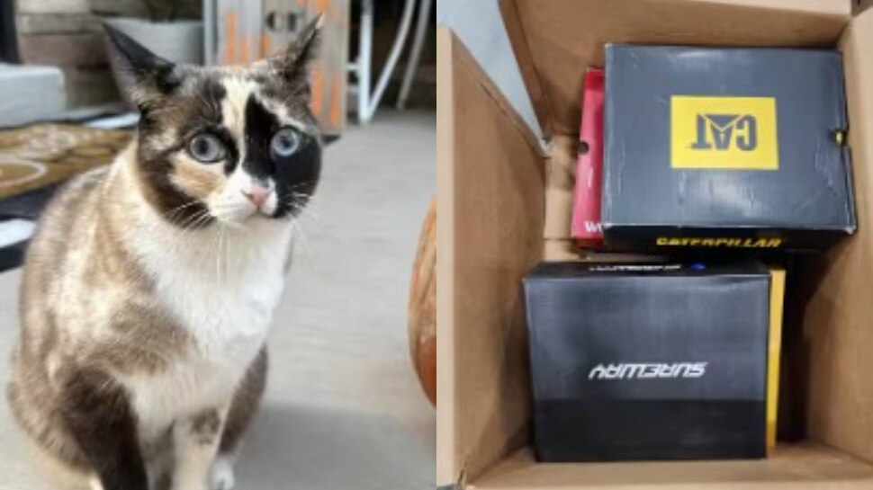 US Family reunited with pet cat after they accidentally show their ...